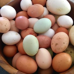 Lehighton Family Farm fresh eggs
